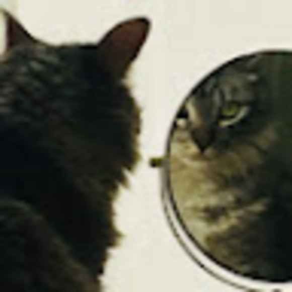 Meet your Posher, Mamalonius - Picture 1 of 1